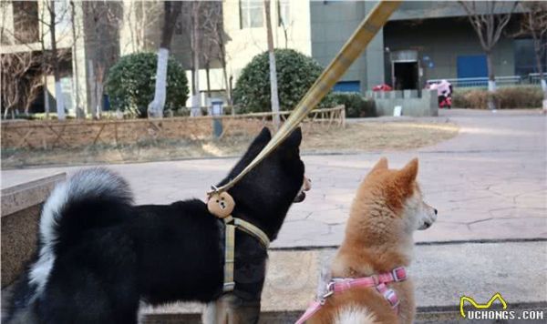 有人有柴犬的健康食谱吗？