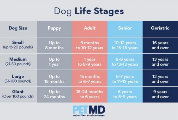 狗狗老了之后，一定要吃老年狗粮吗？