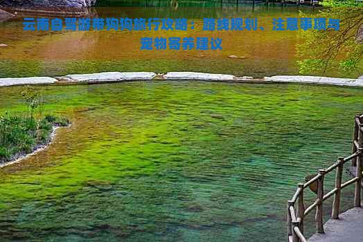 云南自驾游带狗狗旅行攻略：路线规划、注意事项与宠物寄养建议