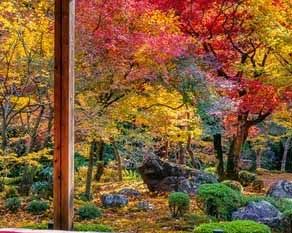 香椿芽什么时候采摘