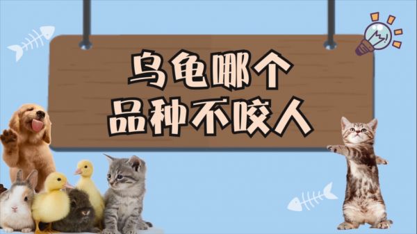 乌龟哪个品种不咬人 哪种乌龟不咬人