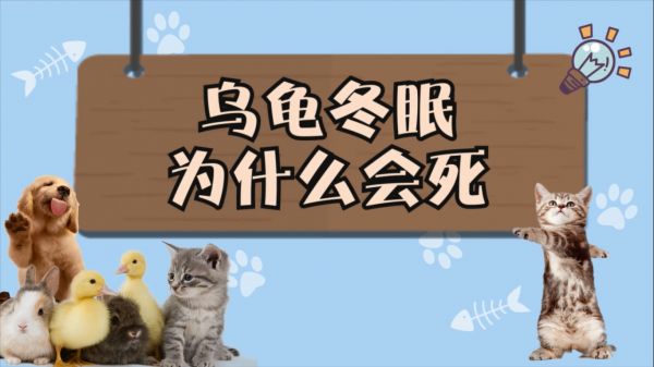 乌龟冬眠为什么会死 乌龟冬眠死的原因