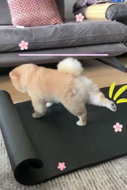 开春了,跟着狗子运动运动吧