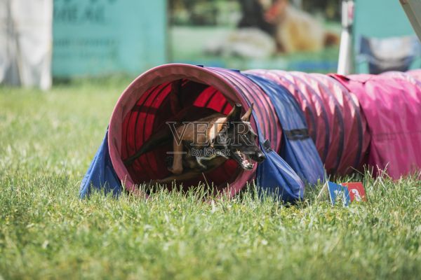 比利时牧羊犬玛利诺犬正在参加敏捷性比赛。复制空间图片大漂亮的狗在运动，宠物专业培训照片摄影图片