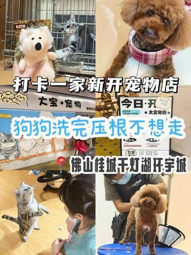 佛山桂城这家新开宠物店，狗狗洗完都舍不得走