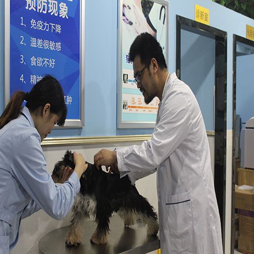 在宿舍养宠物猫应该注意的事项