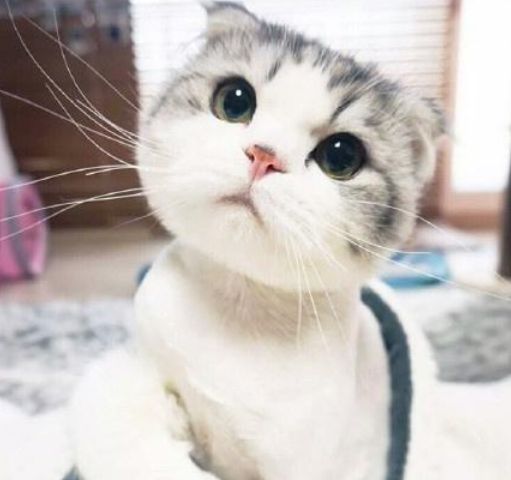 刚从宠物市场买回来的猫体检必要性分析及体检价格明细