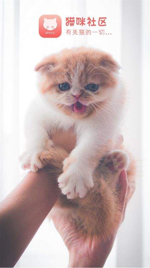 新版猫社区
