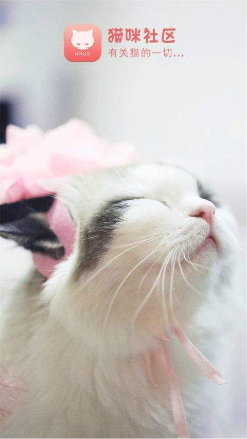 新版猫社区