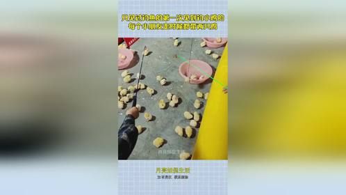 只见过钓鱼的第一次见到钓小鸡的，每个小朋友走时候都带两只鸡