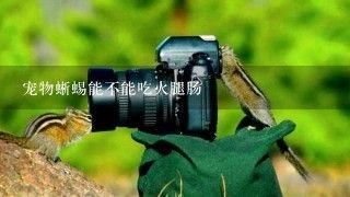 宠物蜥蜴能不能吃火腿肠