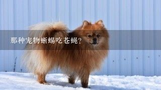 那种宠物蜥蜴吃苍蝇？