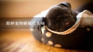 那种宠物蜥蜴吃苍蝇