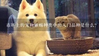市场上的宠物蜥蜴种类中的入门品种是什么?