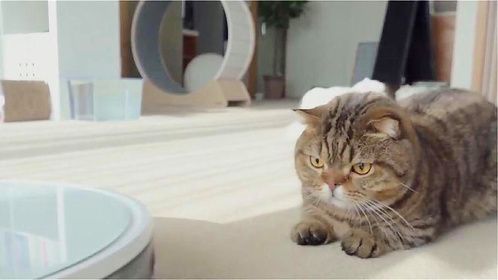 扫地机器人正在工作，不料引起猫咪的注意，接下来请憋住别笑！
