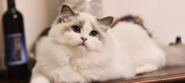 最适合当宠物的性格最好的猫咪是哪一种（探寻性格最佳的宠物猫种）