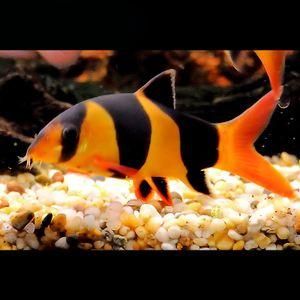 饲养以下生物都可以吃掉鱼缸里的鱼粪吗，那么过滤系统有什么用？