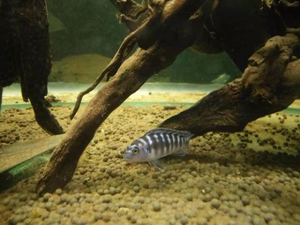 饲养以下生物都可以吃掉鱼缸里的鱼粪吗，那么过滤系统有什么用？