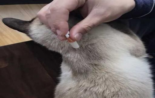 如何判断猫驱虫成功了呢