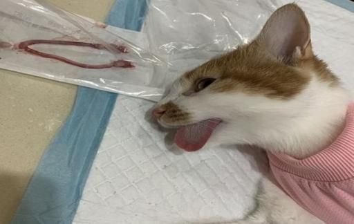 哪里可以免费给猫做绝育手术