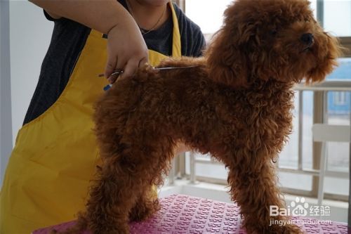 贵宾犬宠物美容