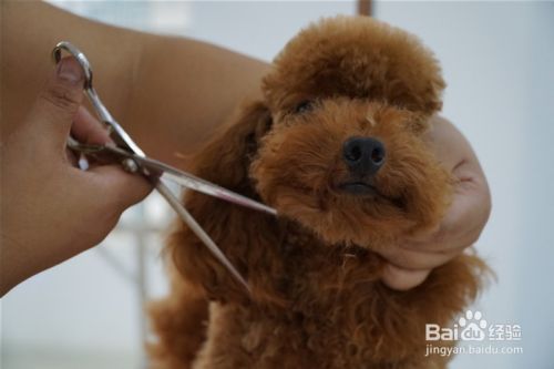贵宾犬宠物美容