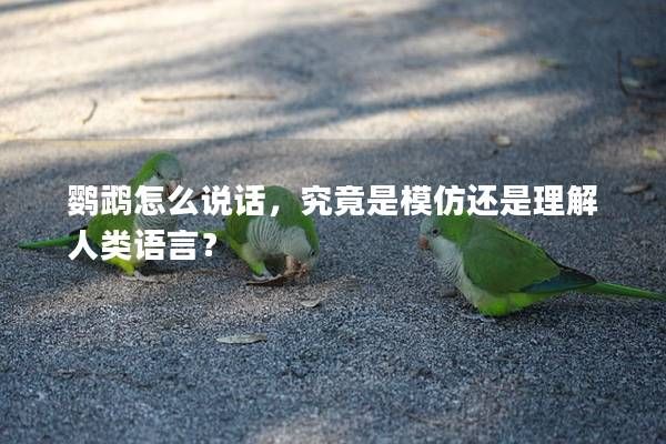 鹦鹉怎么说话，究竟是模仿还是理解人类语言？