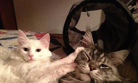 猫咪口腔护理方法是什么