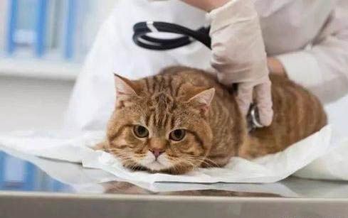 猫咪口腔护理方法是什么