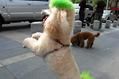 泰迪犬经常眼泪汪汪的是有什么眼部疾病吗?