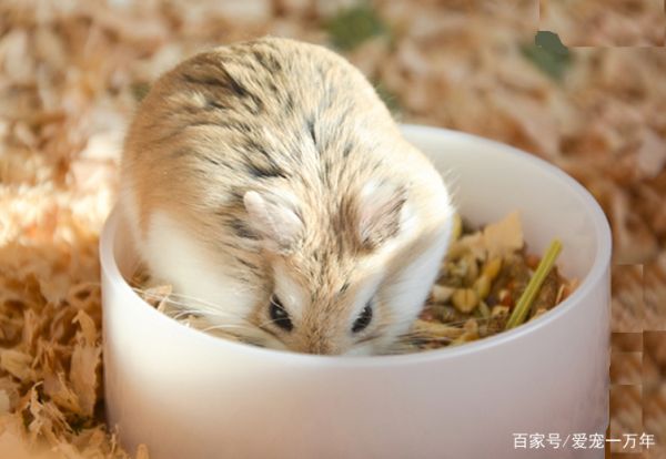 仓鼠界有个“三冠王”：寿命最长、体型最小、跑得最快