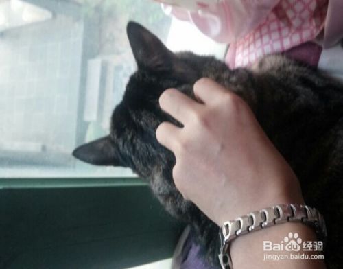 新手养猫需要注意的问题