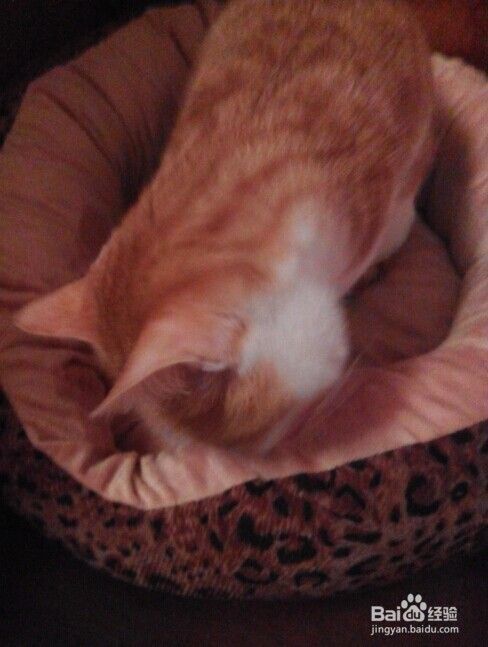 新手养猫需要注意的问题