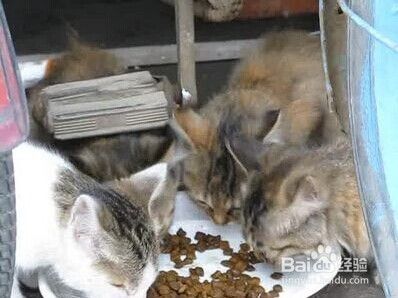 新手养猫需要注意的问题