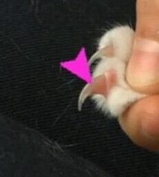 新手养猫需要注意的问题