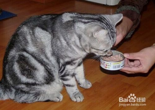 新手养猫需要注意的问题