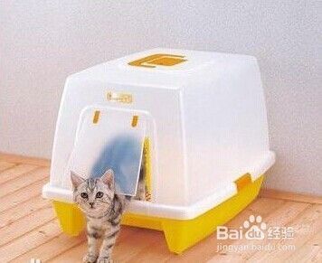 新手养猫需要注意的问题