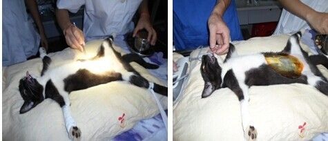 新手养猫需要注意的问题