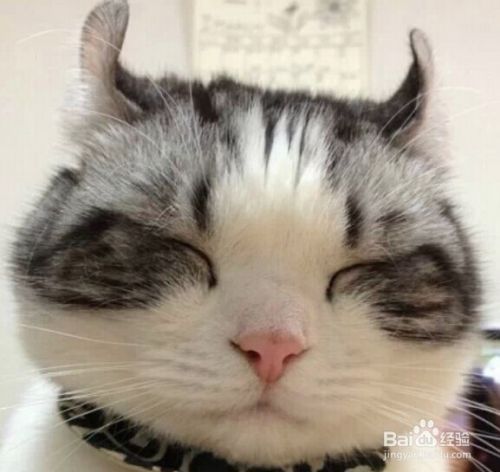新手养猫需要注意的问题