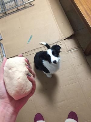 宠物磨牙饼干的做法 步骤3
