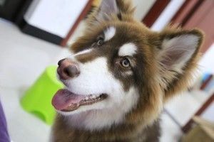 狗狗鸡肉饼干的做法步骤 第6步