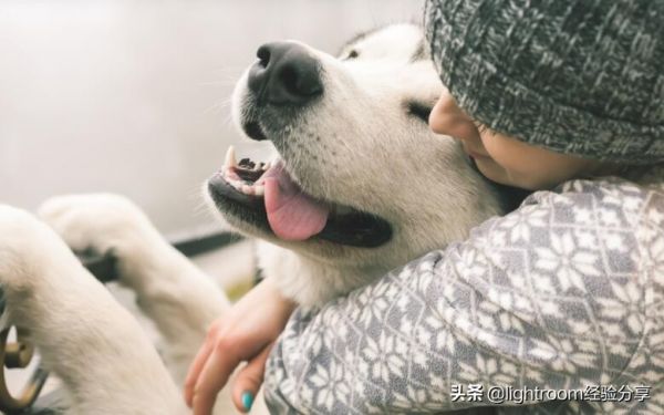 7种方法帮助你拍摄出充满活力的宠物肖像照 第4张