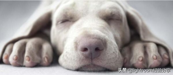 7种方法帮助你拍摄出充满活力的宠物肖像照 第8张