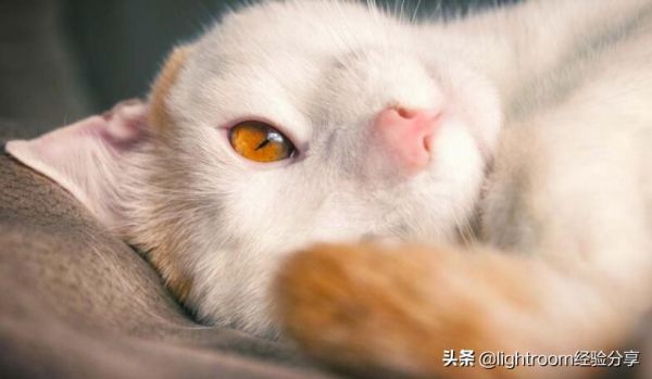 7种方法帮助你拍摄出充满活力的宠物肖像照 第10张