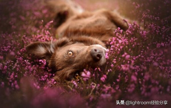 7种方法帮助你拍摄出充满活力的宠物肖像照 第16张