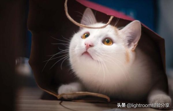 7种方法帮助你拍摄出充满活力的宠物肖像照 第12张
