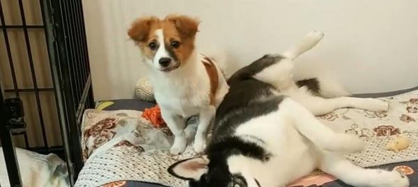 如何解决狗狗喜欢打架的问题（以宠物为主）