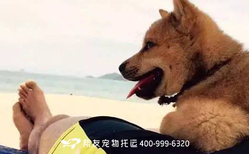 如何带宠物狗出国旅游
