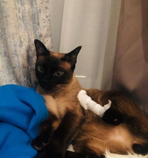 解析猫咪蹭用头蹭下体的行为（揭开猫咪蹭用头蹭下体的奥秘）