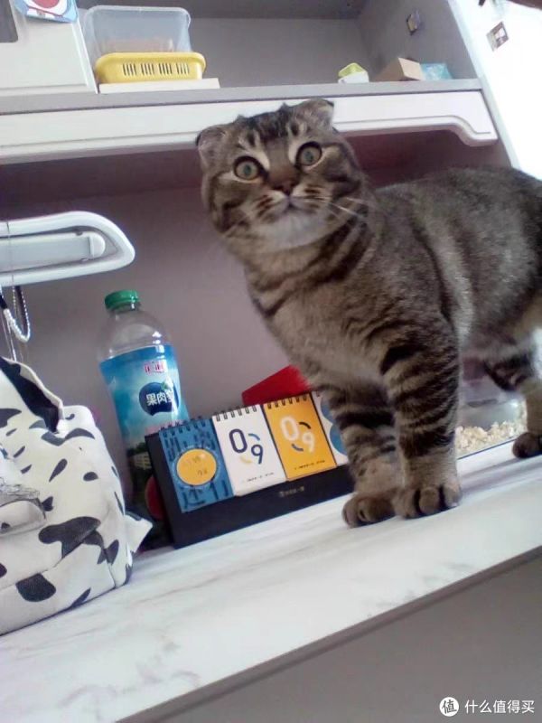 「猫咪」主题猫咪行为解密:原来它们有这么多小心思!